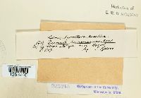 Puccinia malvacearum image