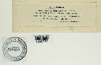 Puccinia menthae image