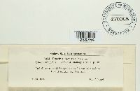 Puccinia menthae image