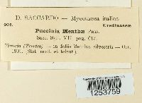 Puccinia menthae image