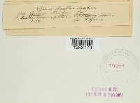 Puccinia menthae image