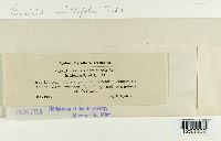 Puccinia cnici-oleracei image