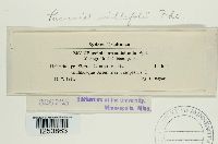 Puccinia cnici-oleracei image