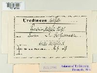 Puccinia cnici-oleracei image