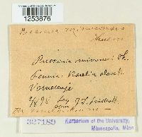 Puccinia cnici-oleracei image