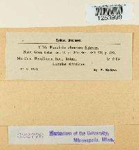 Puccinia obscura image