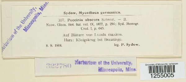 Puccinia obscura image