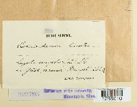 Puccinia obscura image