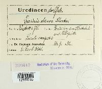 Puccinia obscura image