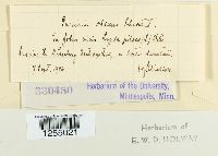 Puccinia obscura image