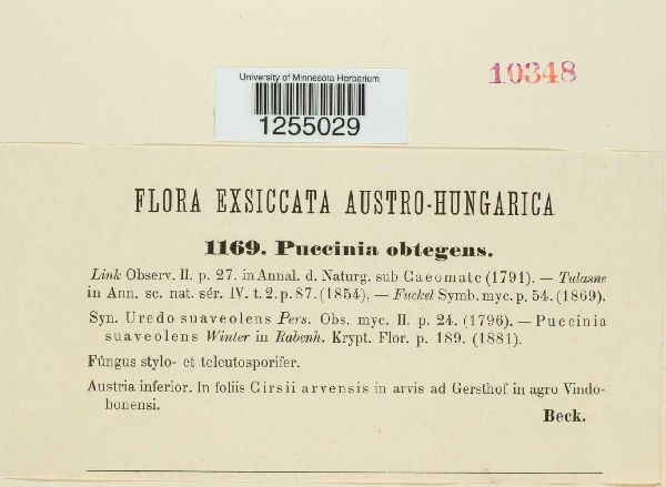 Puccinia punctiformis image