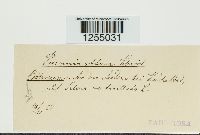 Puccinia punctiformis image