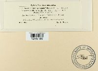 Puccinia phlei-pratensis image