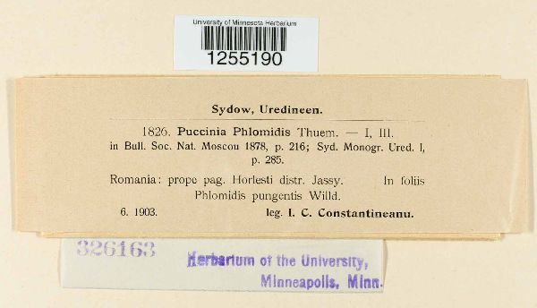Puccinia phlomidis image