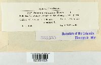 Puccinia phlomidis image