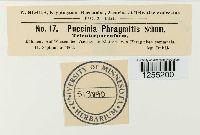 Puccinia phragmitis image