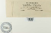 Puccinia phragmitis image