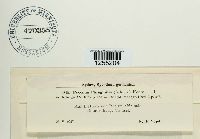 Puccinia phragmitis image