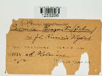 Puccinia phragmitis image