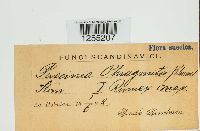 Puccinia phragmitis image