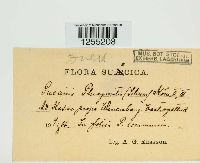 Puccinia phragmitis image