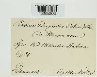 Puccinia phragmitis image