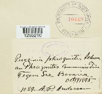 Puccinia phragmitis image