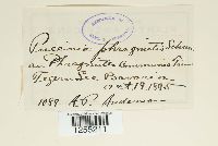 Puccinia phragmitis image