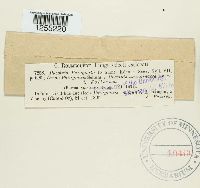 Puccinia phragmitis image