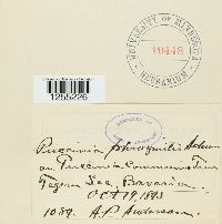 Puccinia phragmitis image