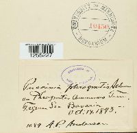 Puccinia phragmitis image