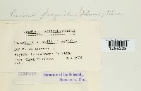 Puccinia phragmitis image