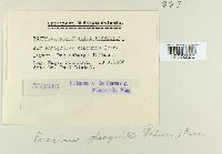 Puccinia phragmitis image