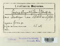 Puccinia phragmitis image