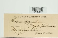 Puccinia polygoni-amphibii image