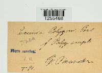 Puccinia polygoni-amphibii image