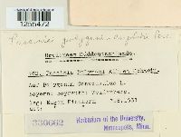 Puccinia polygoni-amphibii image