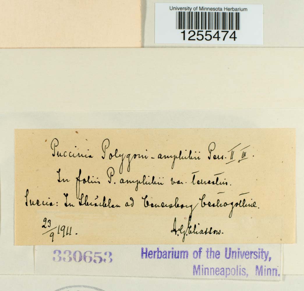 Puccinia polygoni-amphibii image