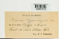 Puccinia polygoni-amphibii image