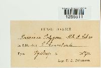 Puccinia polygoni-amphibii image