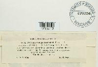 Puccinia polygoni-amphibii image