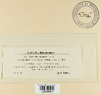 Puccinia punctata image