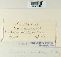 Puccinia punctata image