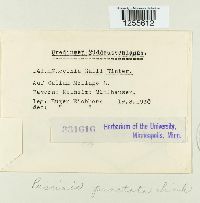 Puccinia punctata image