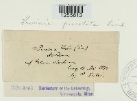 Puccinia punctata image