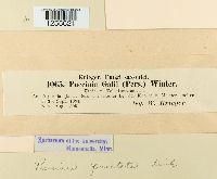 Puccinia punctata image