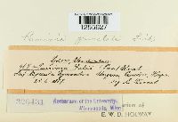 Puccinia punctata image