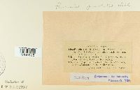 Puccinia punctata image