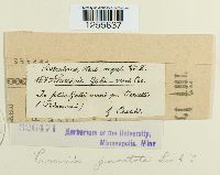 Puccinia punctata image