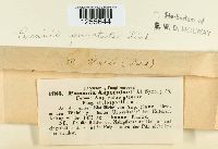 Puccinia punctata image